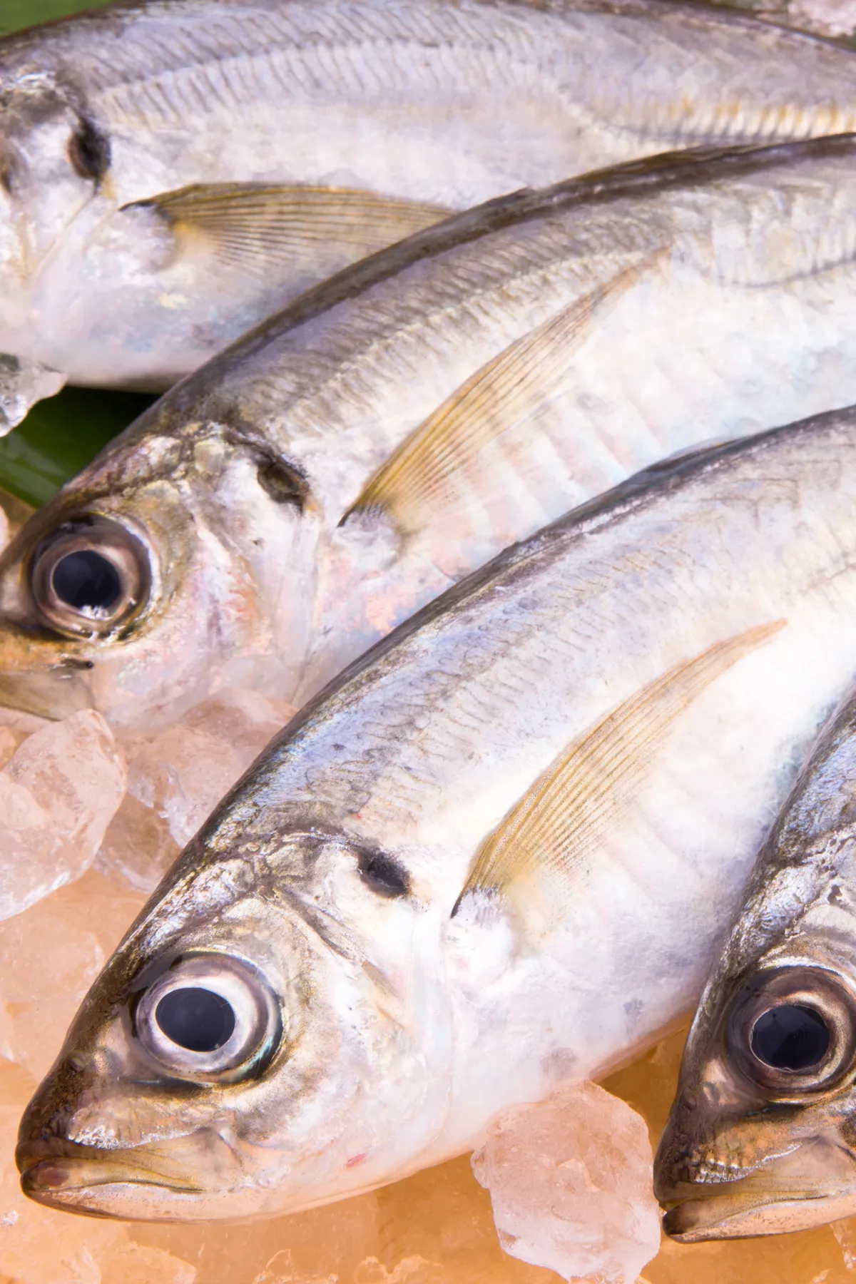 昆布〆や酢締めなど江戸前の仕込みの一例