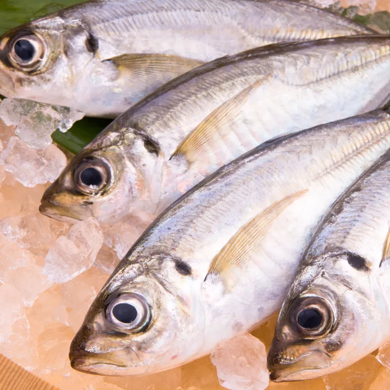 昆布〆や酢締めなど江戸前の仕込みの一例